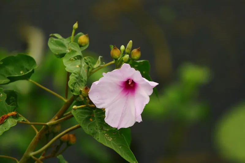 Mina Lobata - Ipomoea lobata