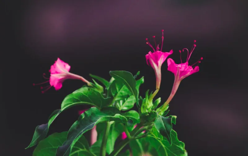 Mirabilis Jalapa - Mirabilis jalapa