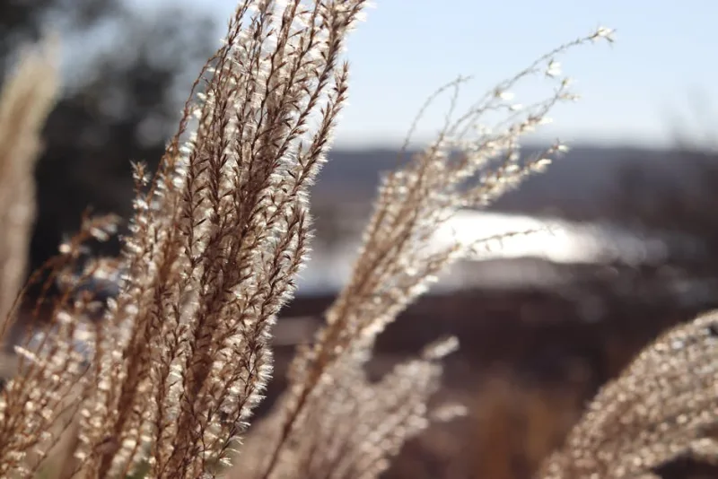 Miscanthus Adagio - Miscanthus sinensis 'Adagio'