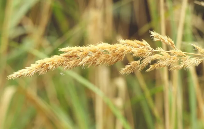 Molinia - Molinia caerulea