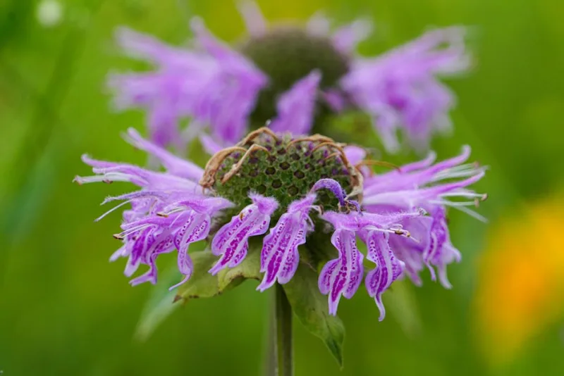 Monarda Citriodora - Monarda citriodora