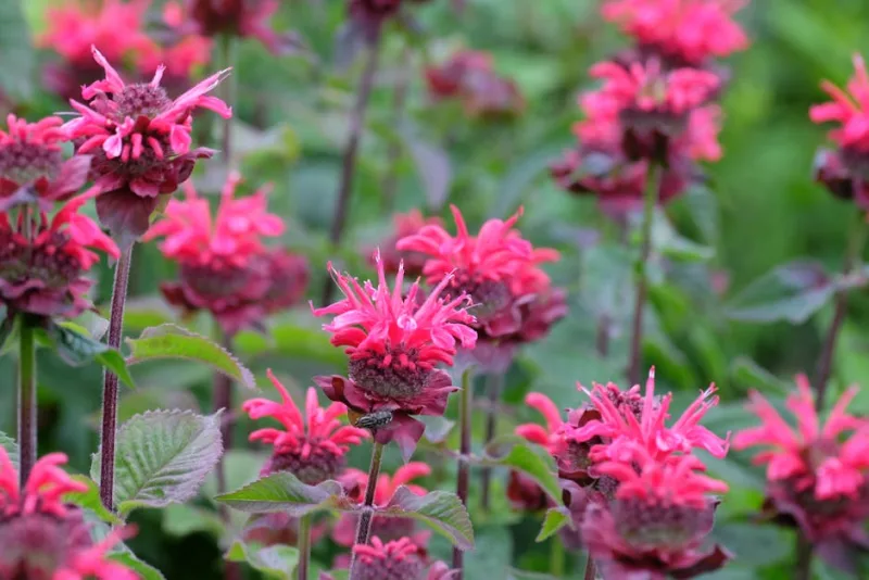 Monarda Didyma - Monarda didyma