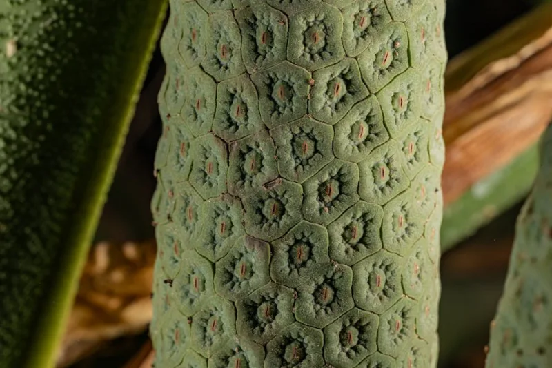 Monstera Deliciosa - Monstera deliciosa