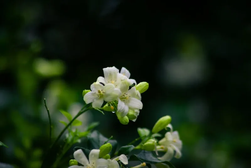 Murraya Paniculata - Murraya paniculata