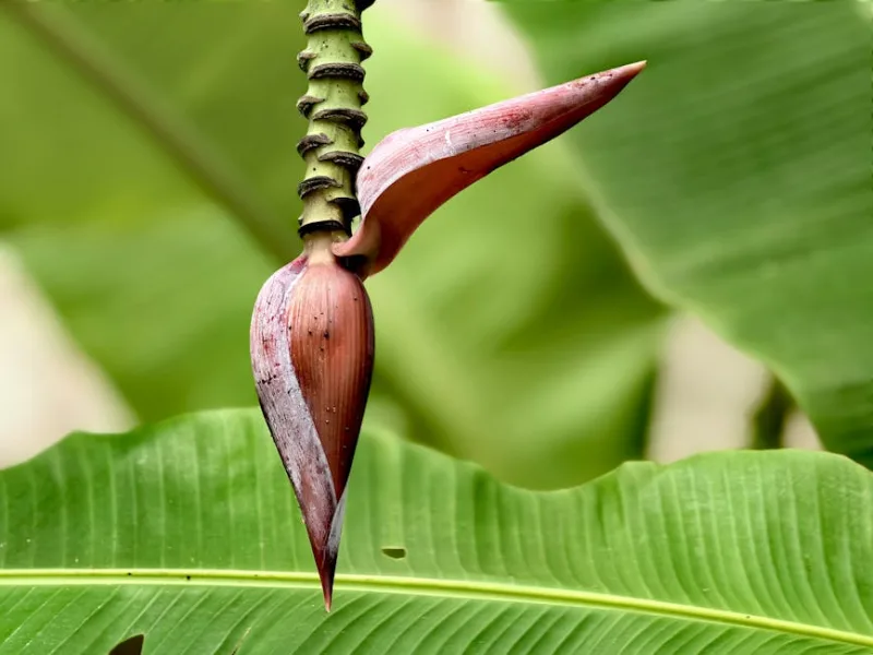 Musa Ornata - Musa ornata