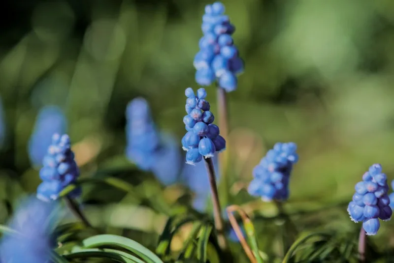 Muscari Album - Muscari botryoides 'Album'