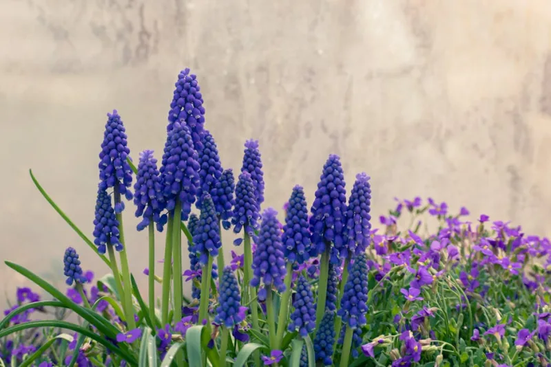 Muscari Latifolium - Muscari latifolium