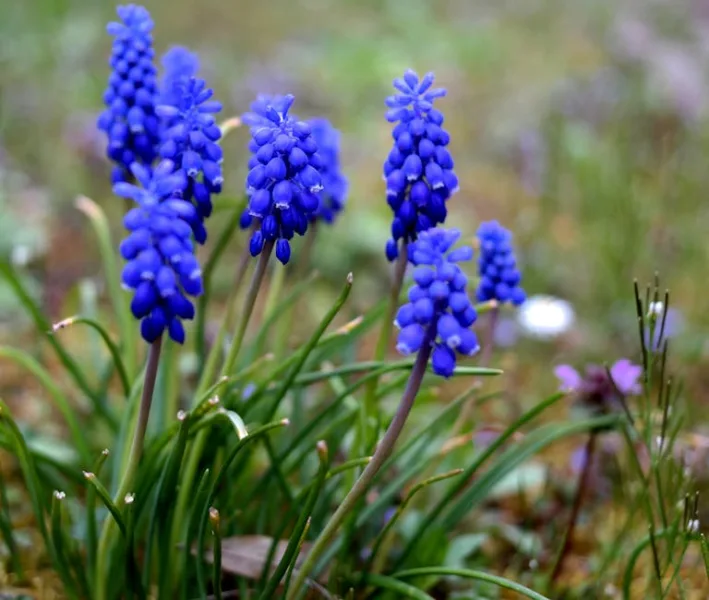 Muscari - Muscari armeniacum