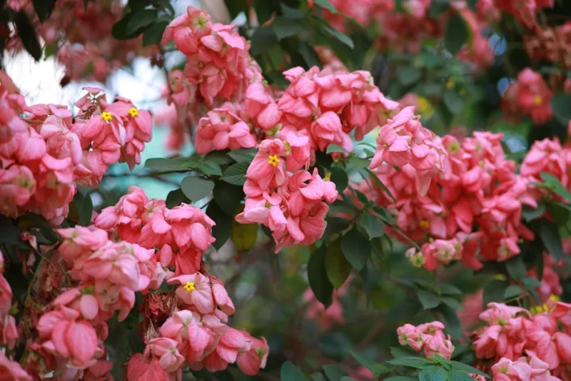 Mussaenda - Mussaenda spp.