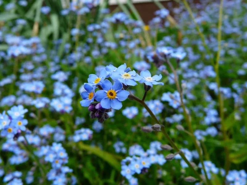 Myosotis Blue Ball - Myosotis sylvatica 'Blue Ball'