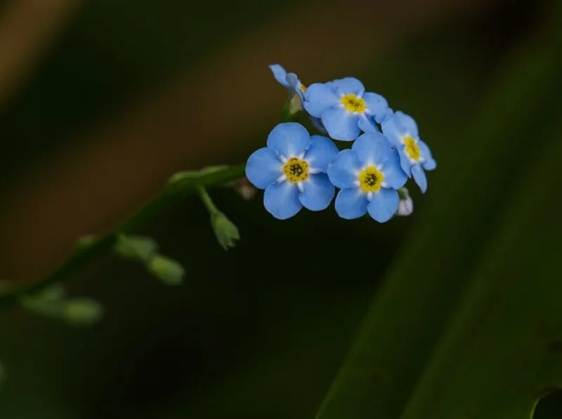 Myosotis Scorpioides - Myosotis scorpioides