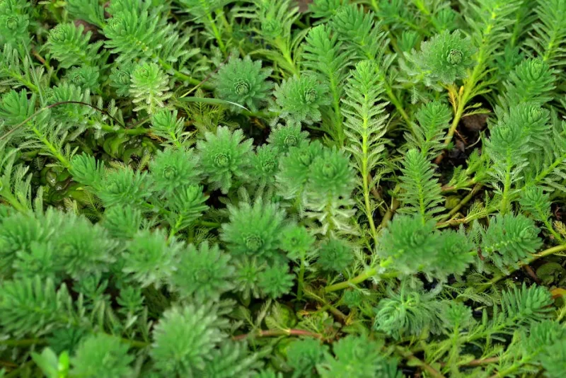Myriophyllum - Myriophyllum spicatum