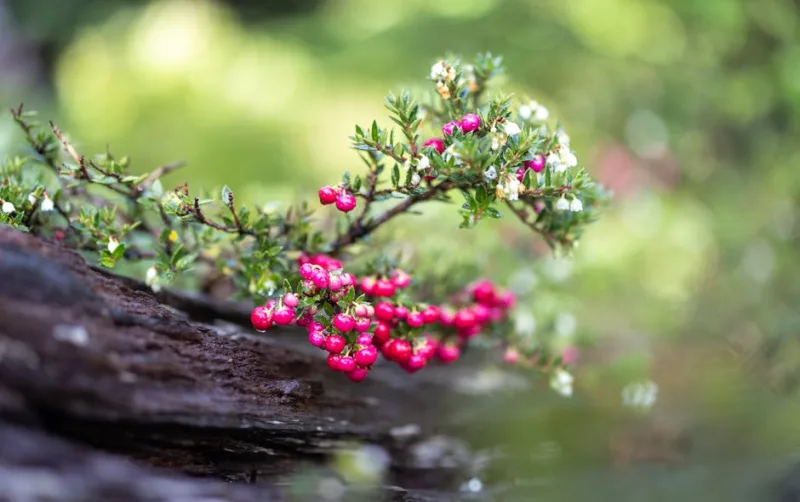 Myrtus Tarentina - Myrtus communis tarentina