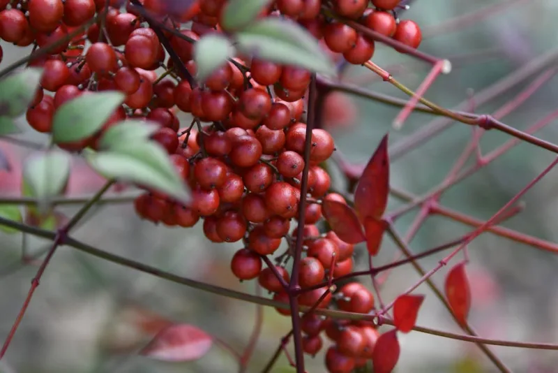 Nandina Fire Power - Nandina domestica 'Fire Power'