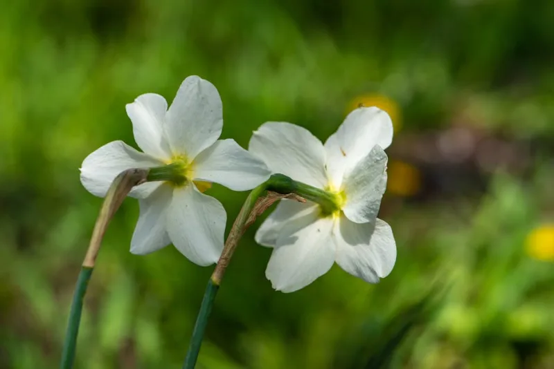 Narciso Carlton - Narcissus 'Carlton'