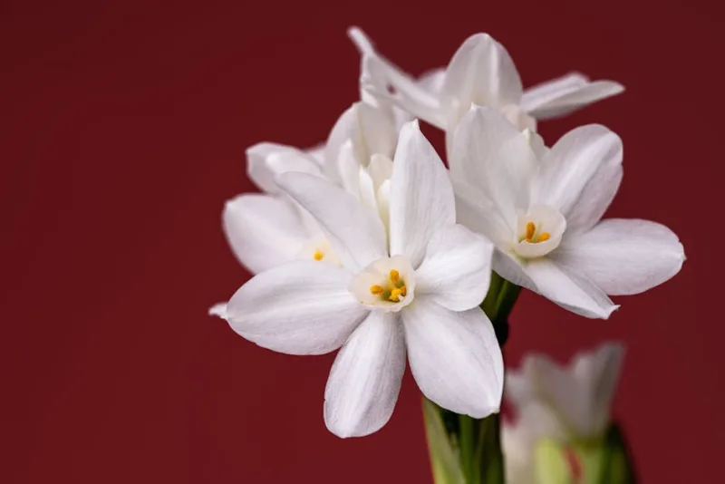 Narciso Paperwhite - Narcissus papyraceus