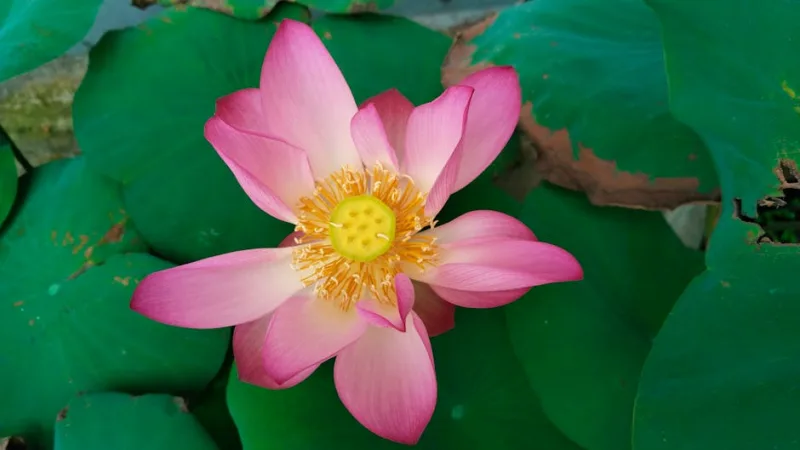 Nelumbo Lutea - Nelumbo lutea
