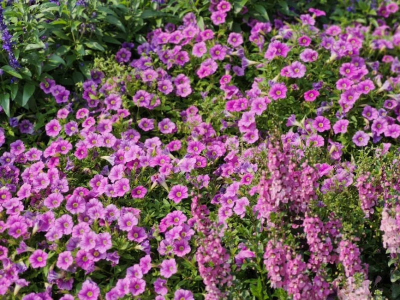 Nemesia - Nemesia spp.