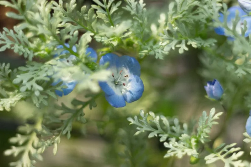 Nemophila Baby Blue Eyes - Nemophila menziesii