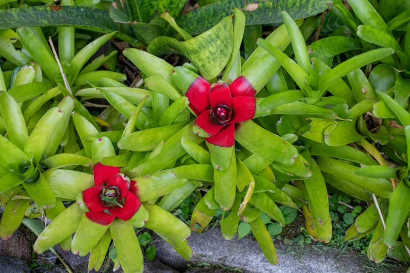 Neoregelia Carolinae - Neoregelia carolinae