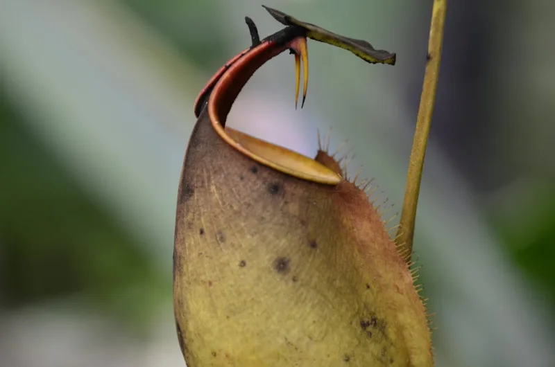 Nepenthes Sanguinea - Nepenthes sanguinea