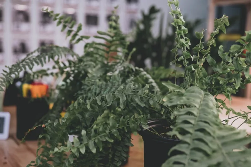 Nephrolepis - Nephrolepis exaltata