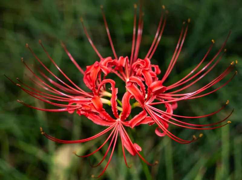 Nerine - Nerine bowdenii