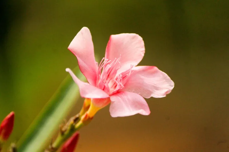 Nerium Oleander Salmone - Nerium oleander 'Salmon'