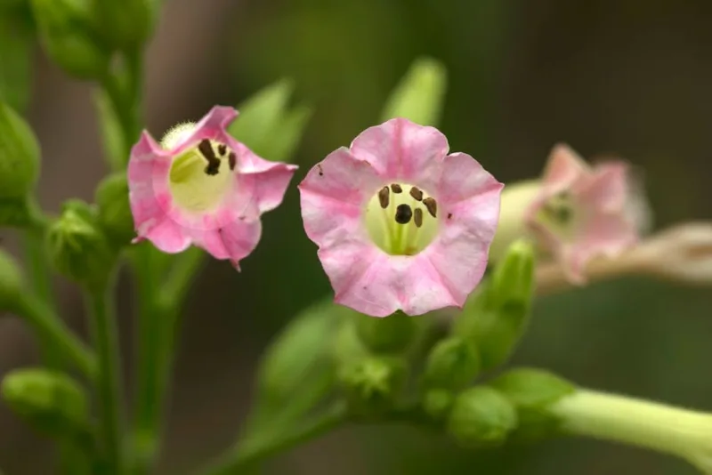 Nicotiana Alata - Nicotiana alata