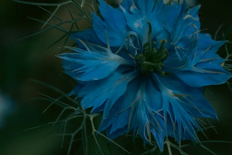 Nigella Arvensis - Nigella arvensis