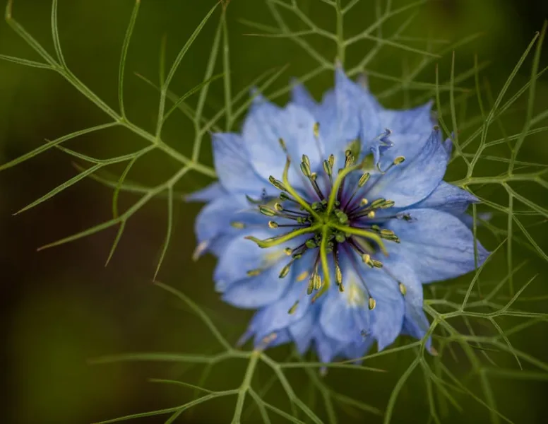 Nigella - Nigella damascena