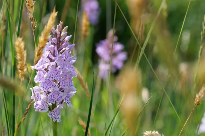 Nigritella Nigra - Gymnadenia nigra