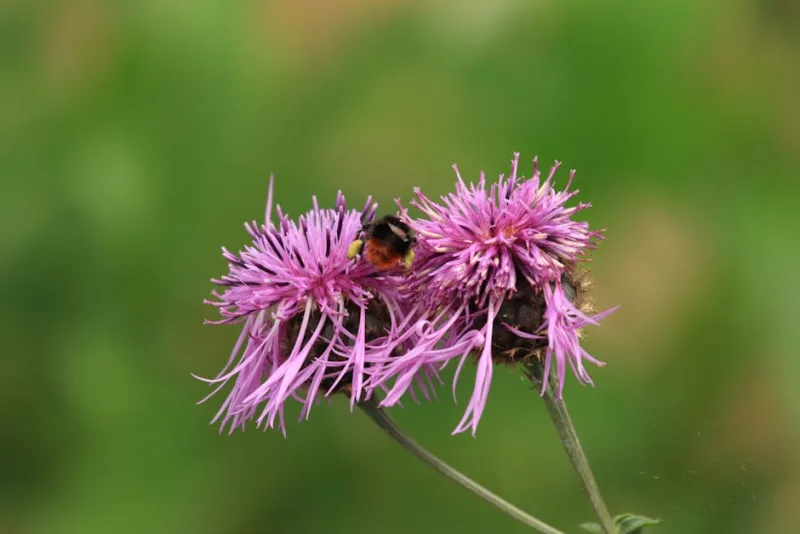 Nigritella - Nigritella nigra