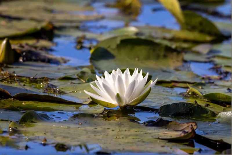 Ninfea Alba - Nymphaea alba