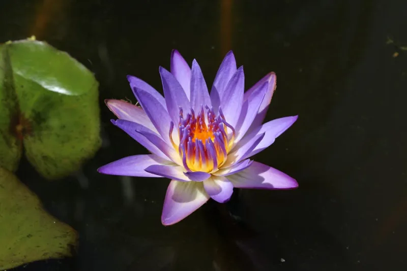 Ninfea James Brydon - Nymphaea 'James Brydon'
