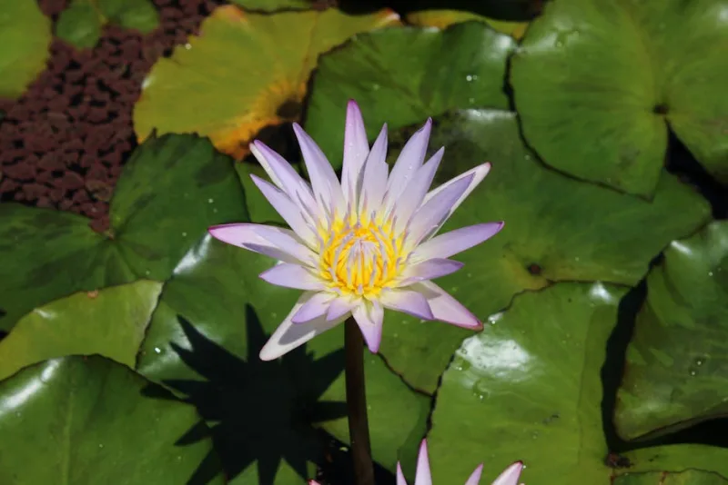 Ninfea Tropicale - Nymphaea (Tropical)
