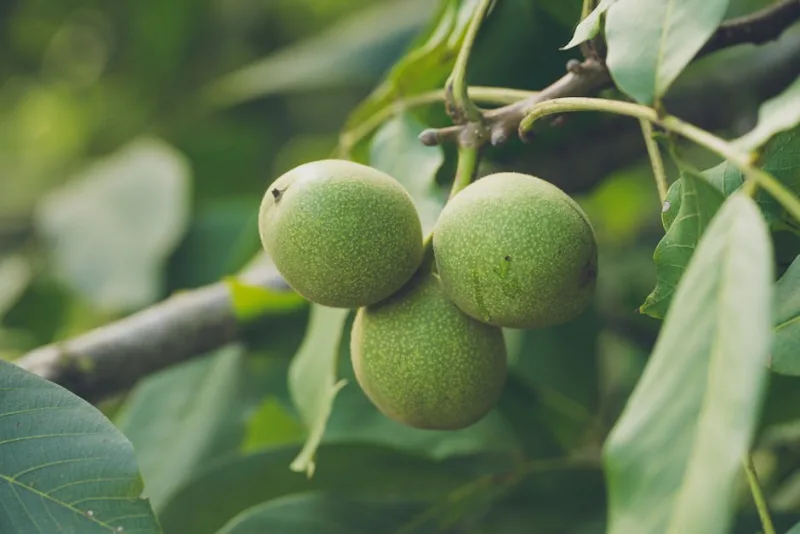 Noce in Fiore - Juglans regia