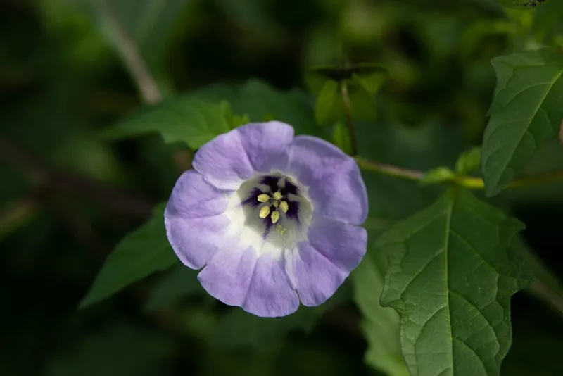 Nolana - Nolana paradoxa