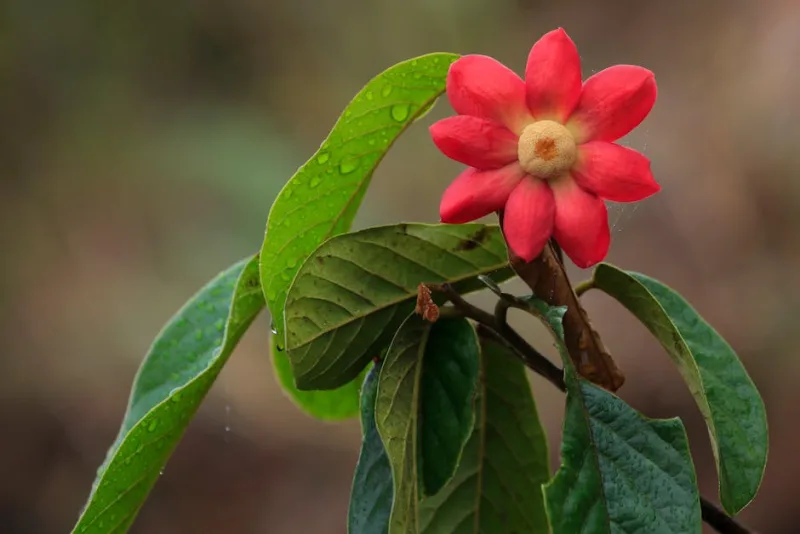 Nyssa Sylvatica - Nyssa sylvatica