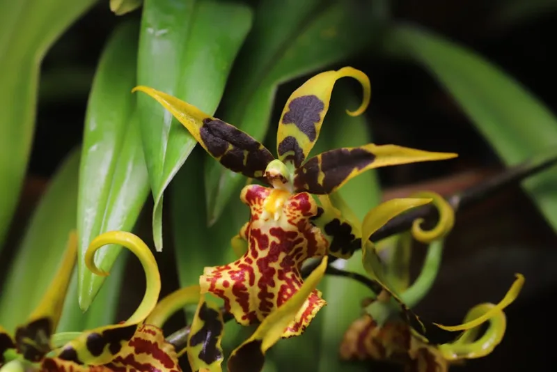 Odontoglossum - Odontoglossum spp.
