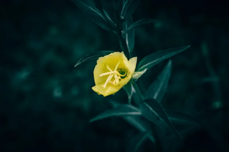 Oenothera Missourensis - Oenothera macrocarpa