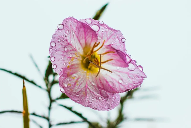 Oenothera Speciosa - Oenothera speciosa