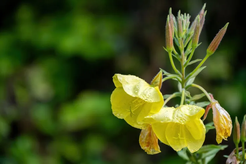 Oenothera - Oenothera speciosa