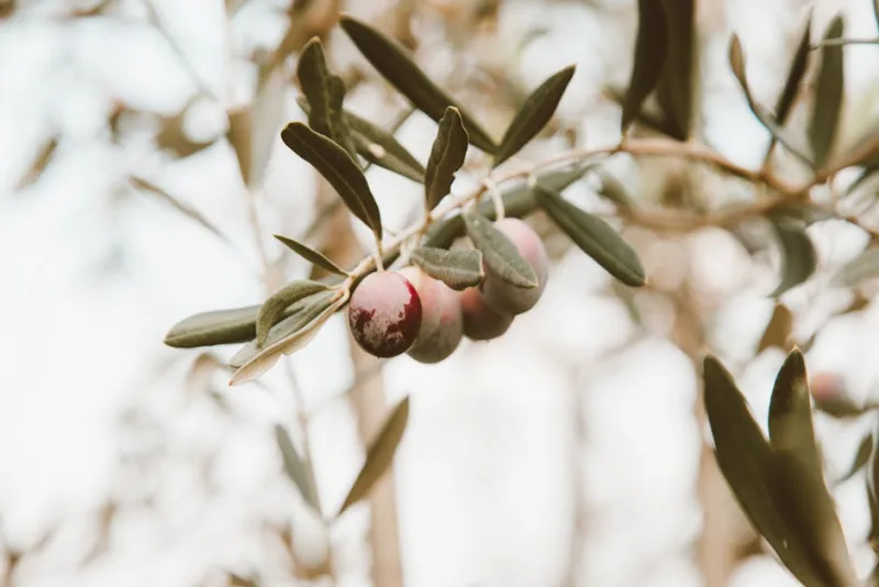 Olivo in Fiore - Olea europaea