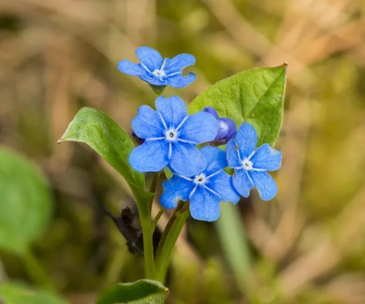 Omphalodes - Omphalodes verna