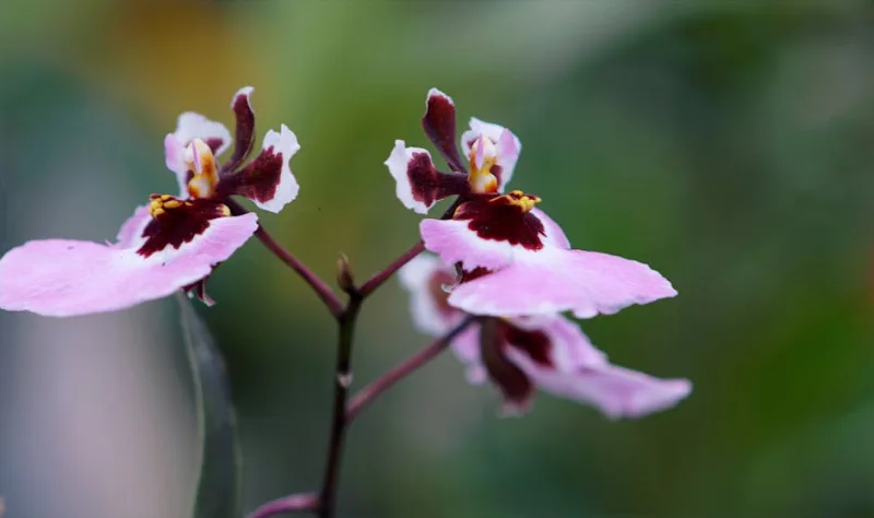Oncidium Sharry Baby - Oncidium Sharry Baby