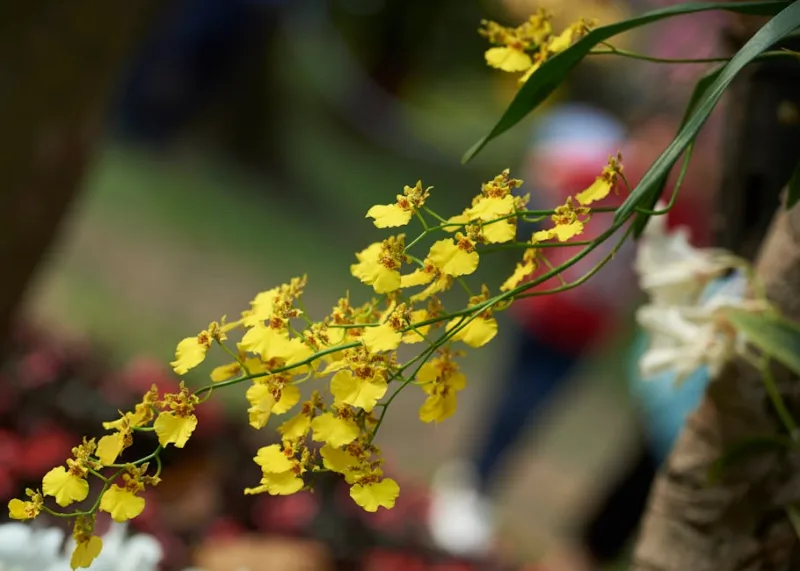 Oncidium - Oncidium spp.