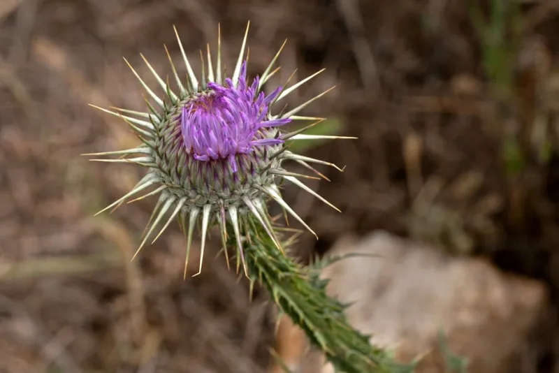 Onopordum Acanthium - Onopordum acanthium
