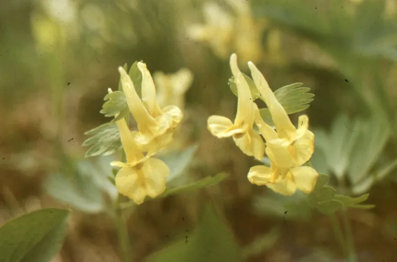 Ophrys Lutea - Ophrys lutea