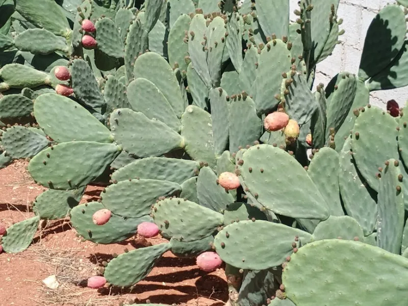 Opuntia Ficus-Indica - Opuntia ficus-indica